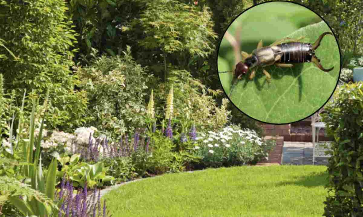 Questo piccolo insetto, di colore marrone e lungo circa 1-2 centimetri, รจ facilmente riconoscibile