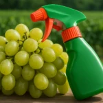 Uva da tavola italiana: fino a 8 pesticidi per grappolo, anche nel biologico